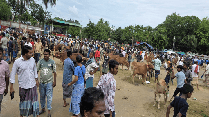 বান্দরবানের পাহাড়ি গরুতে ঝোঁক ক্রেতাদের