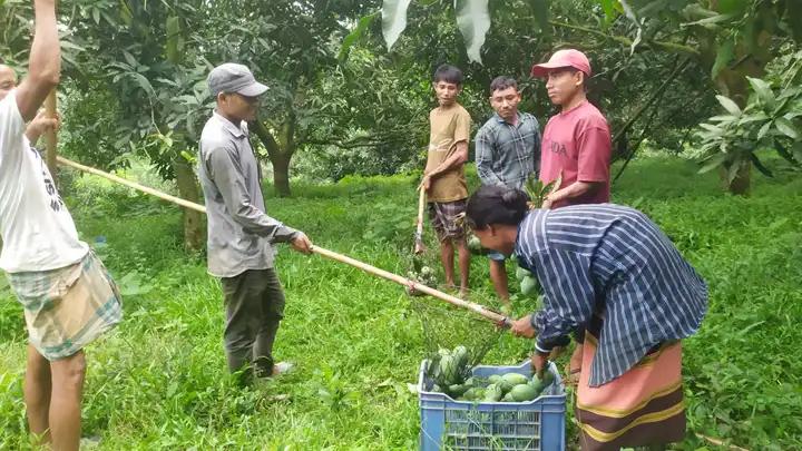 পাহাড়ে আম চাষ,  দাম না পেয়ে হতাশ চাষিরা