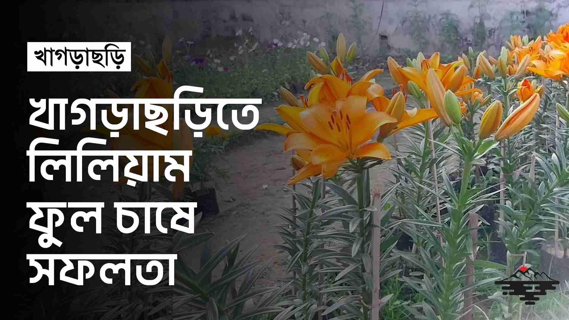 ভিডিও: খাগড়াছড়িতে লিলিয়াম ফুল চাষে সফলতা