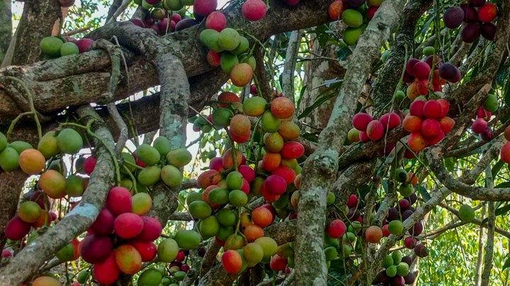 রাঙামাটিতে ‘রক্ত ফলের’ বাণিজ্যিক চাষ