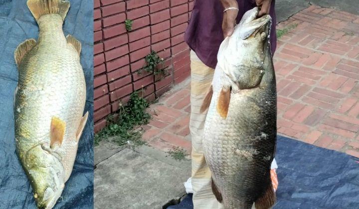 কাপ্তাইয়ে শখের বড়সিতে ২০ কেজির কোরাল!